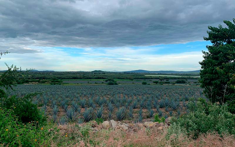 Paisaje de plantación de agave en Pénjamo, Guanajuato.