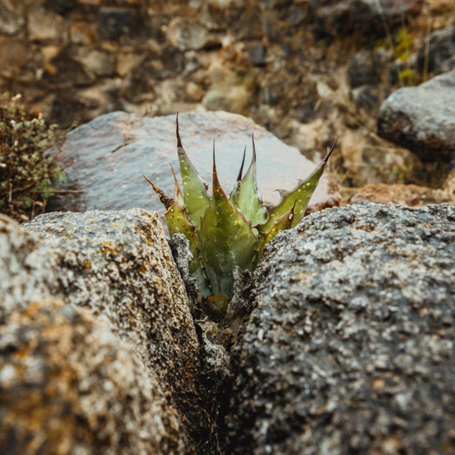La milagrosa planta de agave