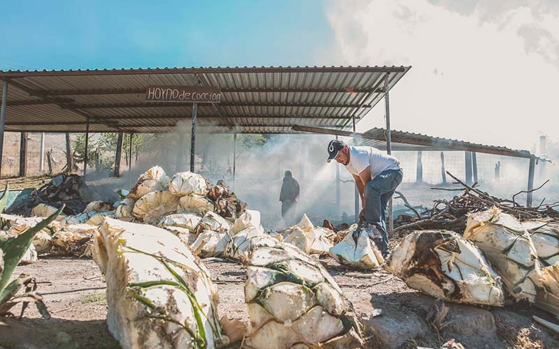 Proceso de tostado de agave y distintos materiales para producción de penca y piedra