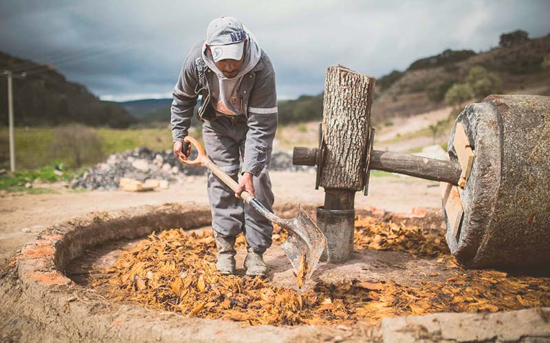 Aplastado de materia procesada para proceso de destilación mezcal penca y piedra