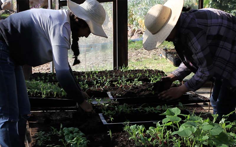 Detalle de proceso de regeneración de plantas y subsuelo enfocado al medio ambiente
