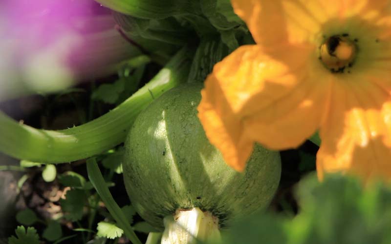 Distintas flores y cosechas resultados de la plantación sustentable